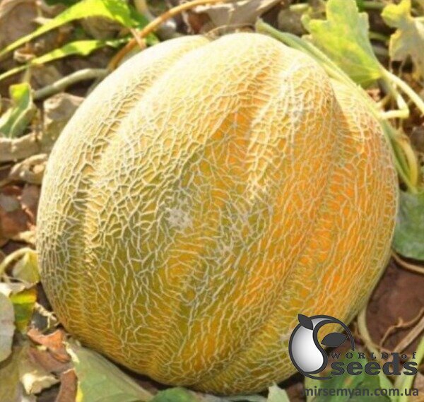Диня Танга F1 500 н. Solare Sementi Диня Танга F1 500 н. Solare Sementi