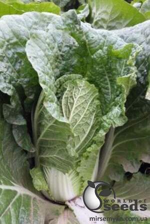 Насіння пекінської капусти Пікаліна F1 1000 с. Solare Sementi Насіння пекінської капусти Пікаліна F1 1000 с. Solare Sementi