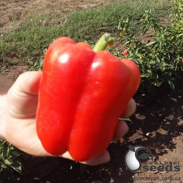 Насіння перцю Беллота (TS 09-0114) F1 5 г. Solare Sementi Насіння перцю Беллота (TS 09-0114) F1 5 г. Solare Sementi