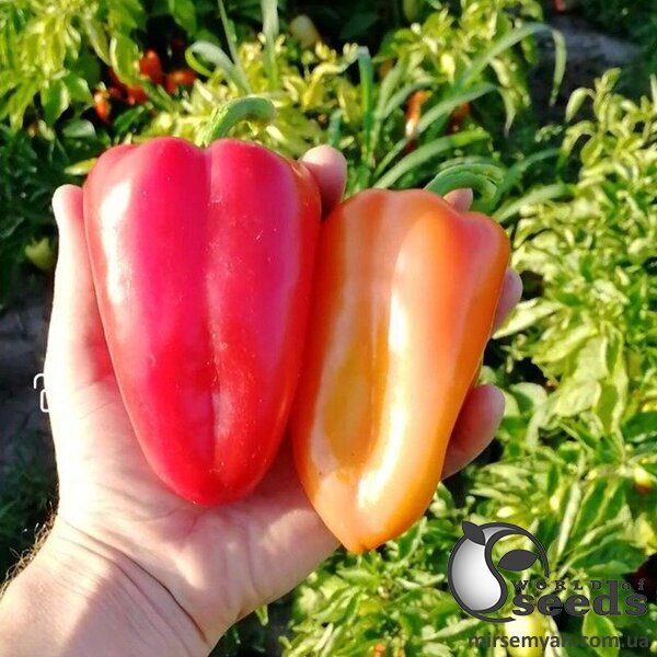 Насіння перцю Венера F1 5 г. Solare Sementi Насіння перцю Венера F1 5 г. Solare Sementi