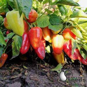 Насіння перцю Венера F1 5 г. Solare Sementi Насіння перцю Венера F1 5 г. Solare Sementi