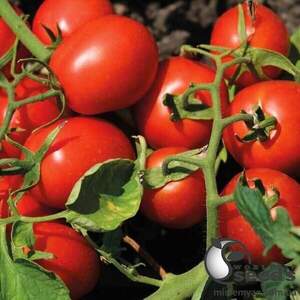 Насіння томату TS 02-0255 F1 100 с. Solare Sementi