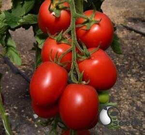 Насіння томату TS 02-0255 F1 100 с. Solare Sementi