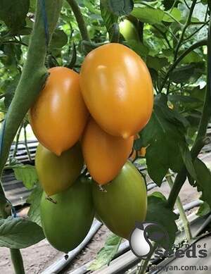 Насіння томату TS 02-0477 F1 250 с. Solare Sementi