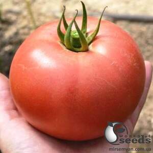 Насіння томату TS 02-0857 F1 250 с. Solare Sementi