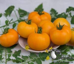 Насіння томату TS 03-0715 F1 100 с. Solare Sementi