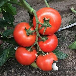 Насіння томату Вегас (TS 02-5176) 250 с. Solare Sementi