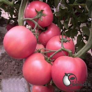 Насіння томату Глоріанс F1 250 с. Solare Sementi