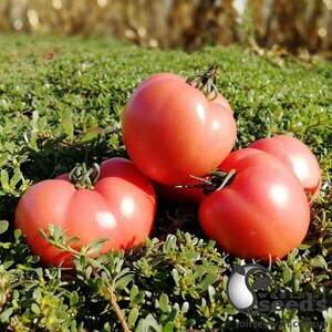 Насіння томату Дінеро F1 (TS 08-0082) 250 с. Solare Sementi