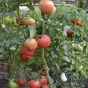 Насіння томату Пілігрим 250 с. Solare Sementi