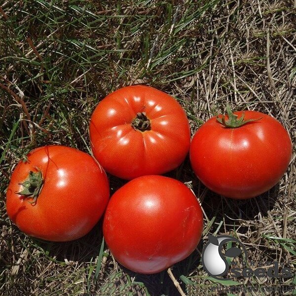 Насіння томату Ред Булл F1 500 с. Solare Sementi Насіння томату Ред Булл F1 500 с. Solare Sementi