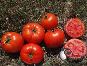 Насіння томату Ред Булл F1 500 с. Solare Sementi