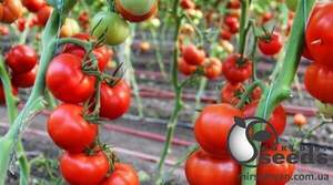 Насіння томату Ред Булл F1 500 с. Solare Sementi