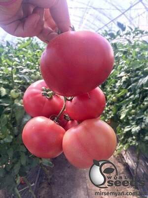 Насіння томату Різотта F1 250 с. Solare Sementi