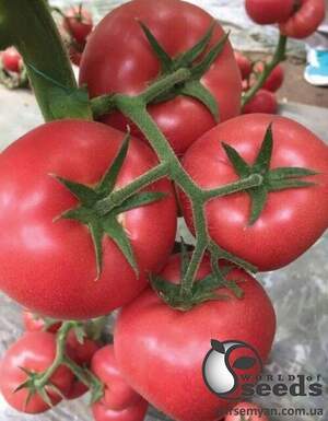 Насіння томату Різотта F1 250 с. Solare Sementi