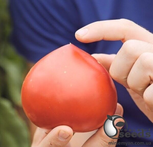 Насіння томату Ріксос F1 500 нас. (Solare Sementi) Насіння томату Ріксос F1 500 нас. (Solare Sementi)