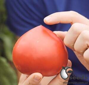 Насіння томату Ріксос F1 500 нас. (Solare Sementi)