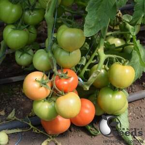 Насіння томату Ріксос F1 500 с. Solare Sementi