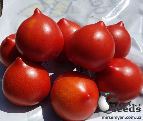 Насіння томату Тапер F1 500 с. Solare Sementi Насіння томату Тапер F1 500 с. Solare Sementi