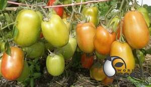 Насіння томату Хантер F1 500 с. Solare Sementi