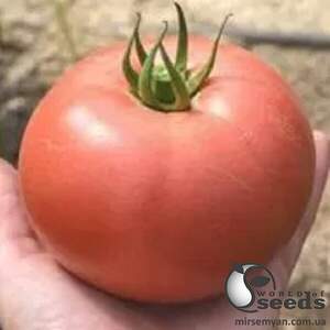 Насіння томату Черато F1 250 с. Solare Sementi