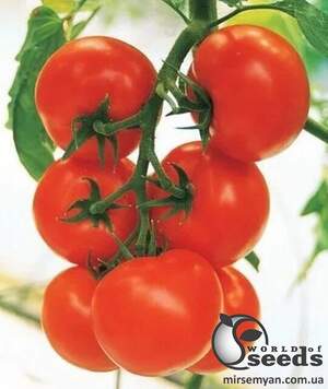 Томат Кристал F1 1 г Клоз (Clause)