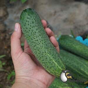 Огірок Арктика F1 1000 сім., NongWoo Bio Огірок Арктика F1 1000 сім., NongWoo Bio