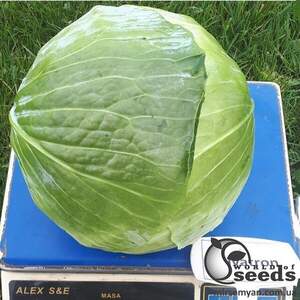 Капуста Гальватрон F1 2 500 сем., Seminis