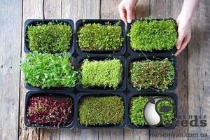 Тепличка для мікрозелені 180*138*45 мм Тепличка для мікрозелені 180*138*45 мм