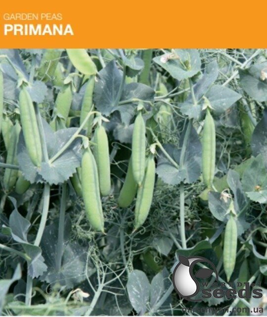 Горох Примана/Primana 100 000 семена Nunhems Горох Примана/Primana 100 000 семена Nunhems