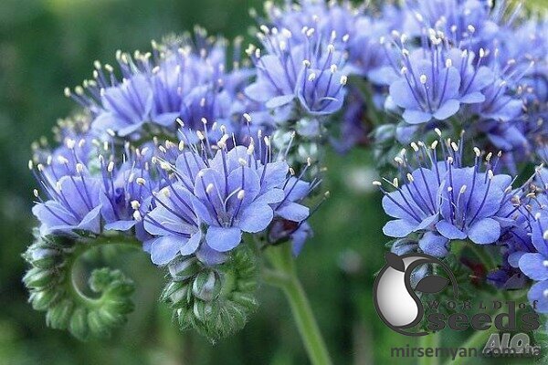 Насіння, медонос Фацелія 0,4 кг WoS Насіння, медонос Фацелія 0,4 кг WoS