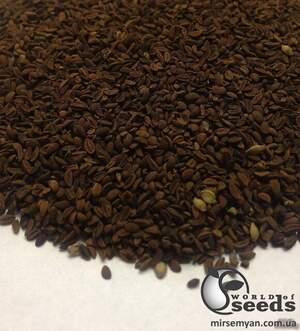 Насіння, медонос Фацелія 0,4 кг WoS Насіння, медонос Фацелія 0,4 кг WoS