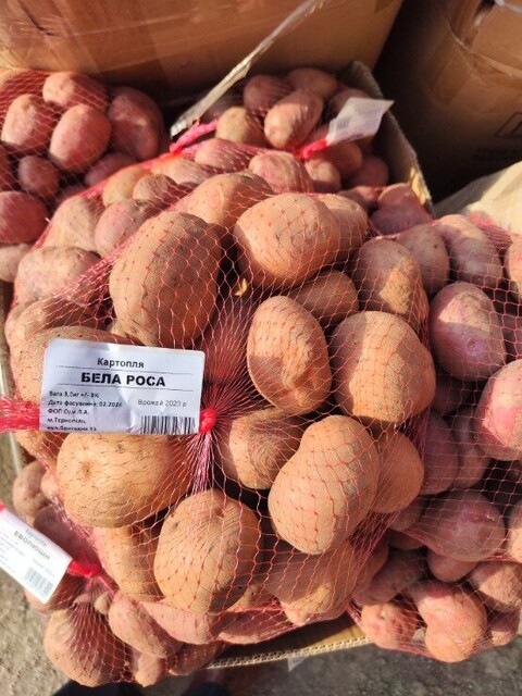 Картопля насіннєва Белла Росса 3 кг (1 репродукція) Картопля насіннєва Белла Росса 3 кг (1 репродукція)