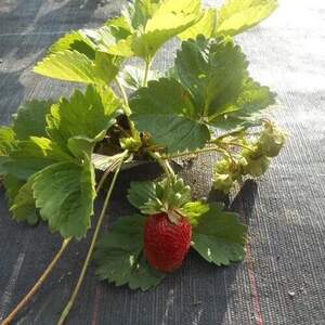 Агроволокно черное 50 г/кв.м (1,07*5 м) AGREEN Агроволокно черное 50 г/кв.м (1,07*5 м) AGREEN