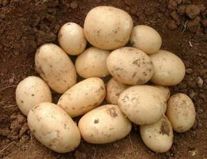 Картопля насіннєва Коломбо 3 кг (1 репродукція)