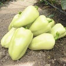 Перец Хаски F1 50 семян. А Перец Хаски F1 50 семян. А