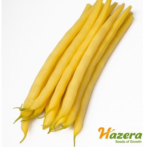 Квасоля спаржева Голден Гол 20 нас. А. (Hazera) Квасоля спаржева Голден Гол 20 нас. А. (Hazera)