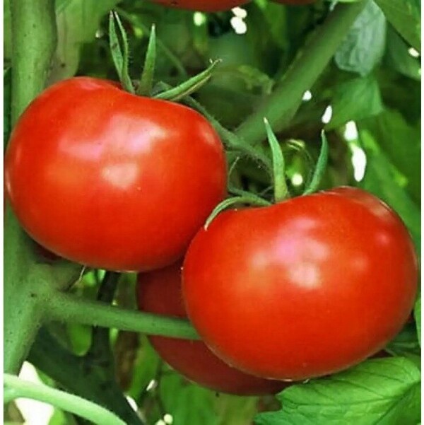 Помидоры Полфаст F1 100 семян. А. Помидоры Полфаст F1 100 семян. А.