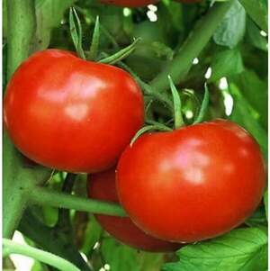 Помидоры Полфаст F1 100 семян. А. Помидоры Полфаст F1 100 семян. А.