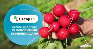 Редис Цесар F1 / Cesar F1 10 000 семян. (Syngenta)