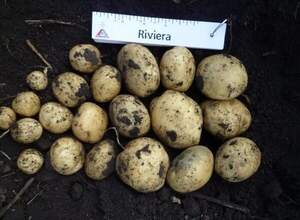 Картофель семенной Ультраранний Ривьера/ Riviera 3 кг (1 репродукция)