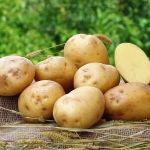 Картопля насіннєва Ультрарання Рів'єра/ Riviera 3 кг (1 репродукція) Картопля насіннєва Ультрарання Рів'єра/ Riviera 3 кг (1 репродукція)