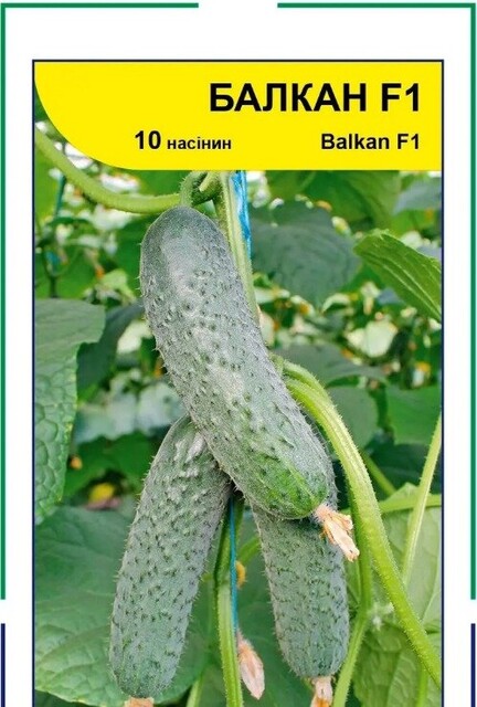 Огірок Балкан 10 н. А Огірок Балкан 10 н. А