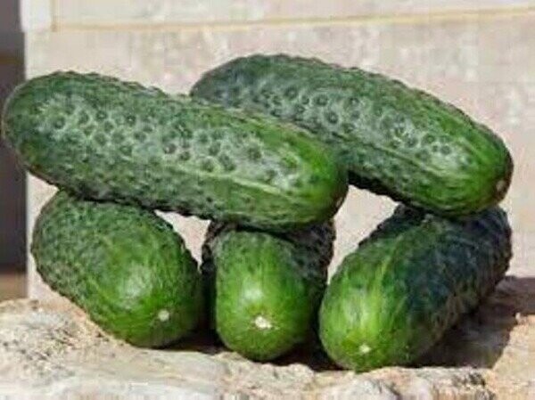 Огірок Стентор / Stantor F1 10 нас. А. Огірок Стентор / Stantor F1 10 нас. А.