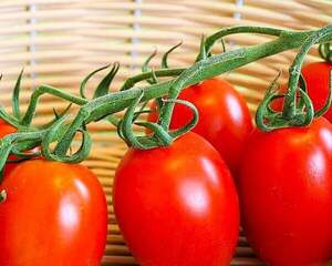 Томат Ріо Гранде F1 5 г. А Томат Ріо Гранде F1 5 г. А