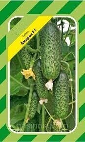 Огурец Амарок F1 50 семян. А Огурец Амарок F1 50 семян. А