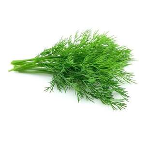 Укроп Елла/ Ella 50 000 семян. (Enza Zaden)