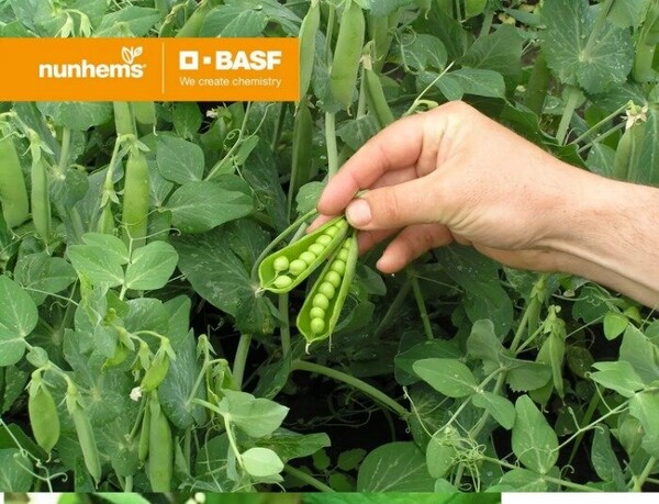 Горох Женева F1 100 000 семян. (Nunhems) Горох Женева F1 100 000 семян. (Nunhems)