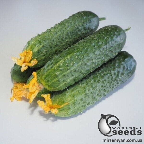Огурец Мадейра F1 1000 семян. (Seminis) Огурец Мадейра F1 1000 семян. (Seminis)