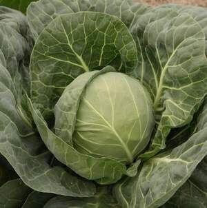 Капуста Боликор  F1 1000 семян. (Syngenta) Капуста Боликор  F1 1000 семян. (Syngenta)